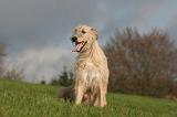 IRISH WOLFHOUND 360